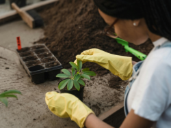 Entretien du jardin