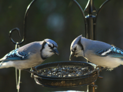 Alimentation oiseaux