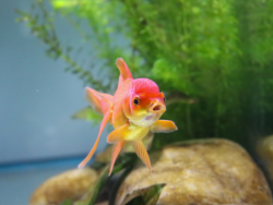 Poissons