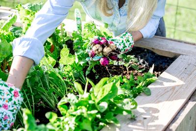 Graines de lgumes et aromatiques