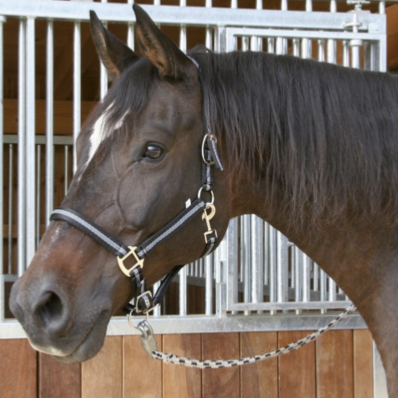 LICOL MUSTANG DBLE REGLAGE - NOIR