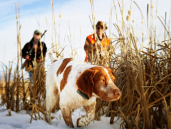 CHASSE ET NATURE