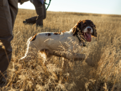 Chien de chasse