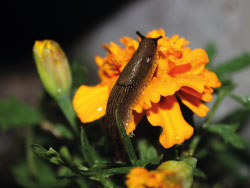 Insecticides et anti limaces