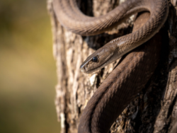 Serpent